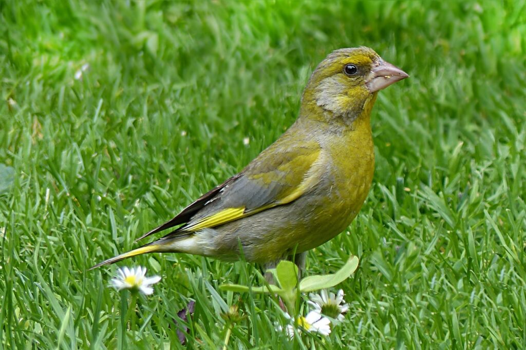 animal, bird, greenfinch