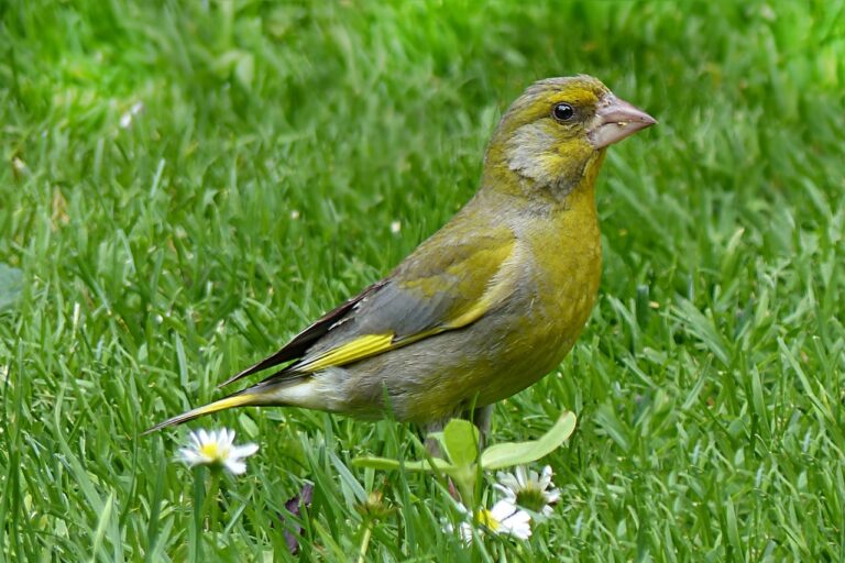 animal, bird, greenfinch