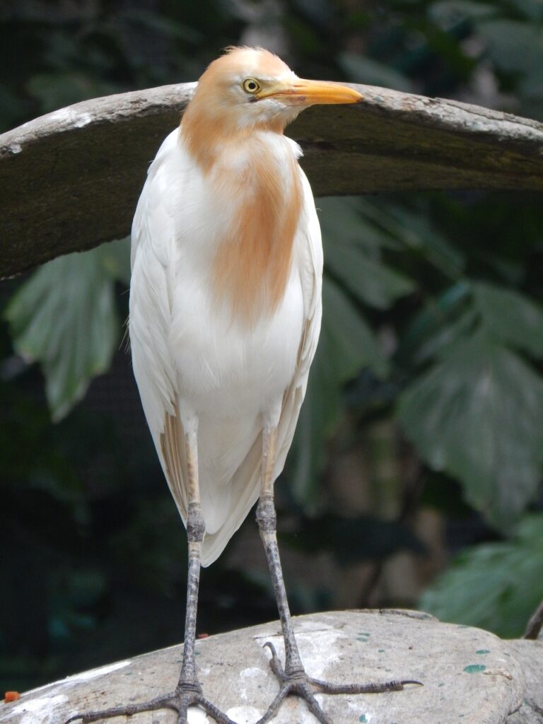 bird, conserve, white