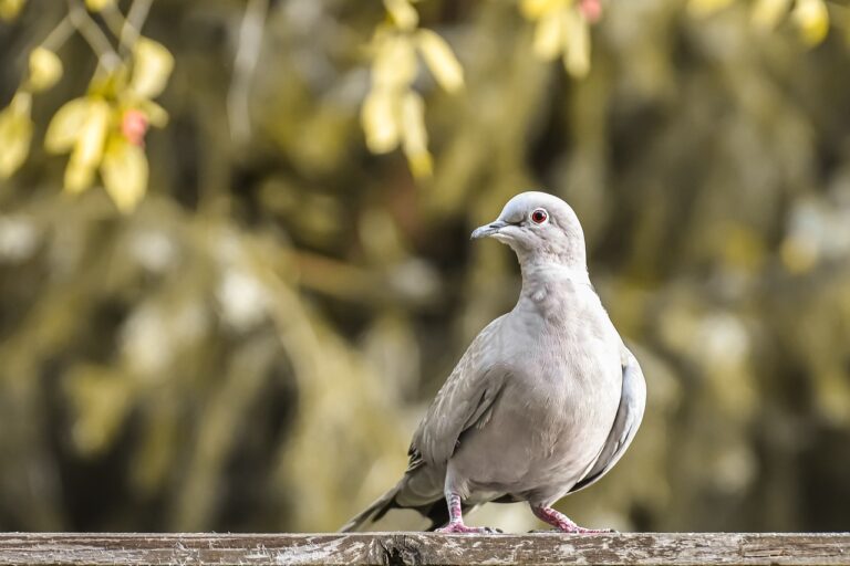 collared, dove, bird